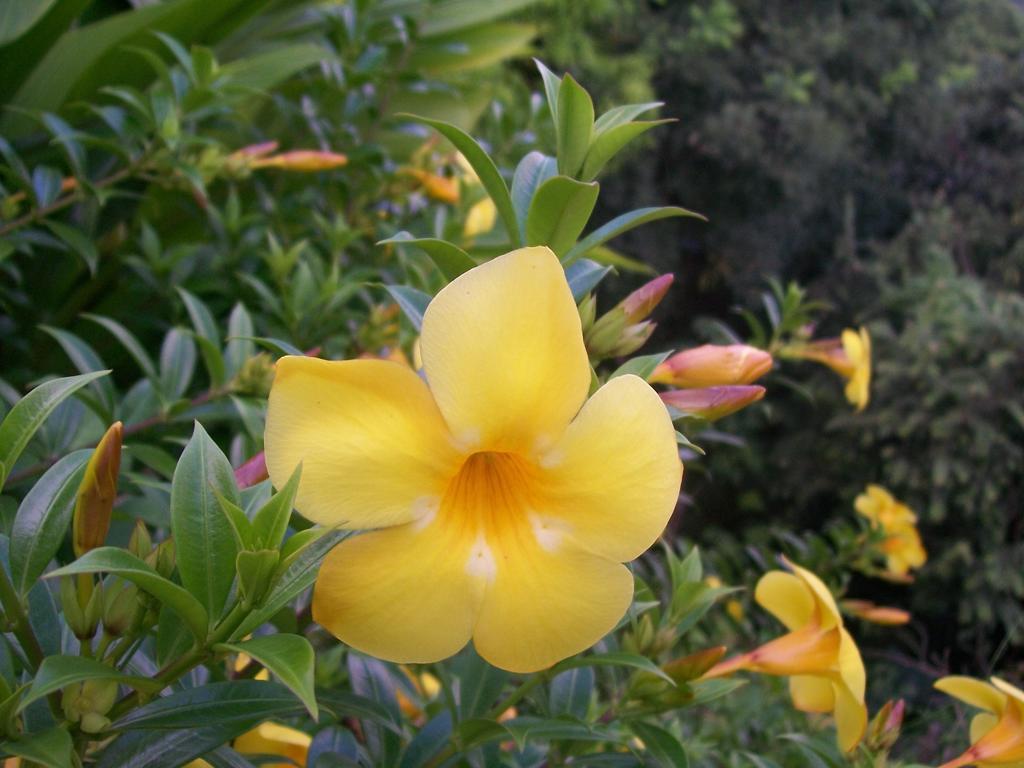 Bed & Breakfast Mango